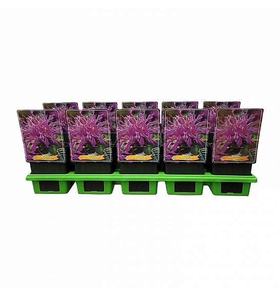 Monarda didyma Balmy Lilac Ø11