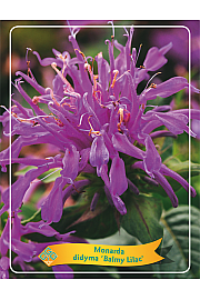 Monarda didyma Balmy Lilac Ø11