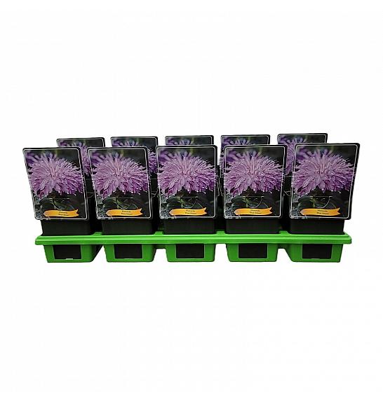 Monarda Blue Moon Ø11