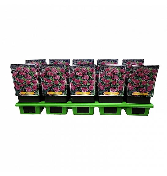 Monarda Baby Spice Ø11