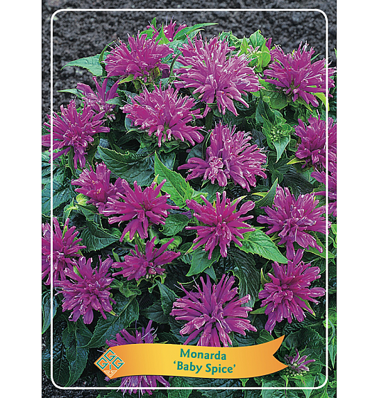 Monarda Baby Spice Ø11