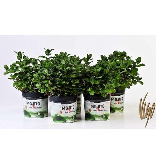 Mojito Ø14