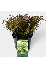 Microbiota decussata Fuzzball C2,5 Lit. 20-25 cm