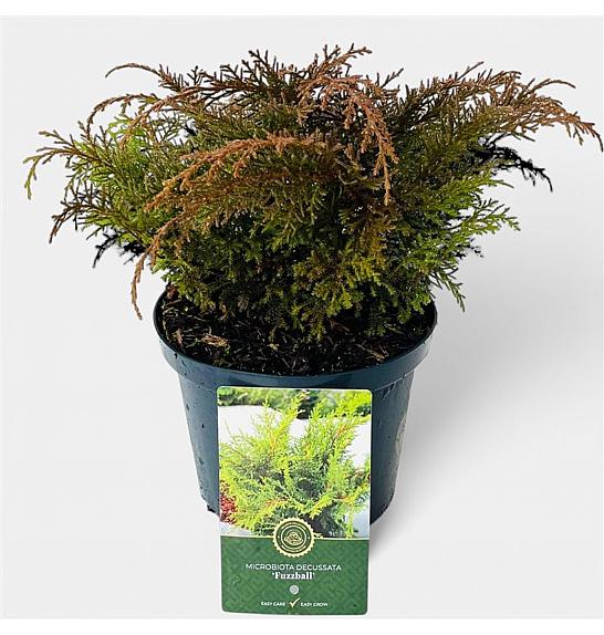 Microbiota decussata Fuzzball C2,5 Lit. 20-25 cm