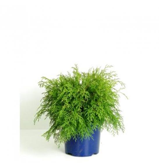 Microbiota decussata C5 Lit. 30-40 cm