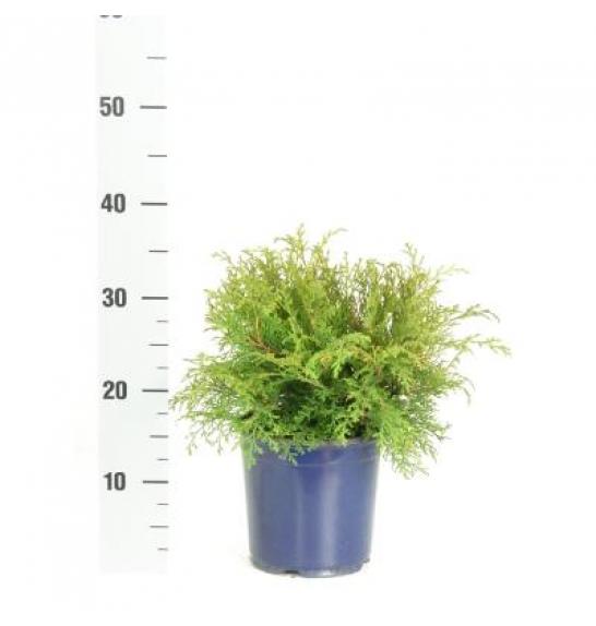 Microbiota decussata C2 Lit. 20-30 cm