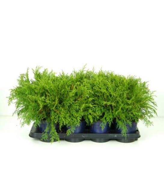 Microbiota decussata C1 Lit. 15-20 cm