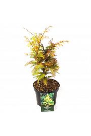 Metasequoia glyptostroboides Goldrush C2.5 lit. 30-40 cm