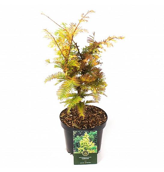 Metasequoia glyptostroboides Goldrush C2.5 lit. 30-40 cm