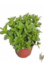 Mentha piperita Ø19