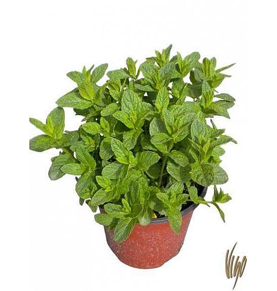 Mentha piperita Ø19