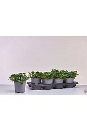 Mentha piperita Ø14