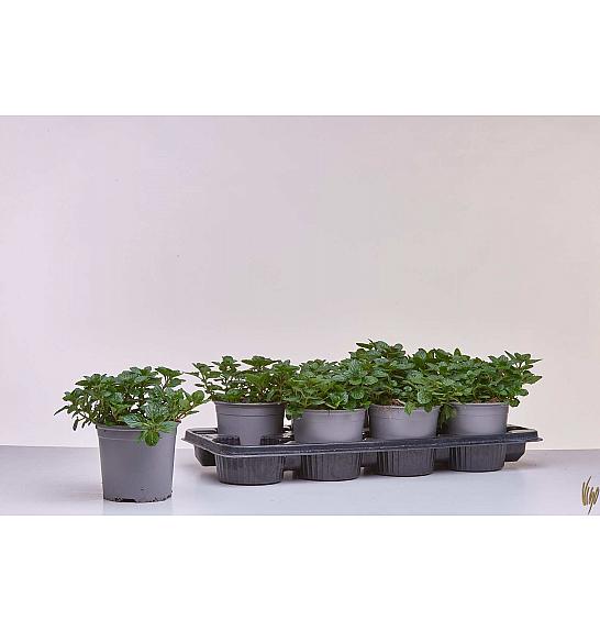 Mentha piperita Ø14