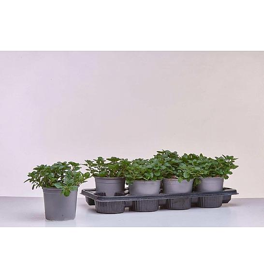 Mentha spicata Maroccan Ø14