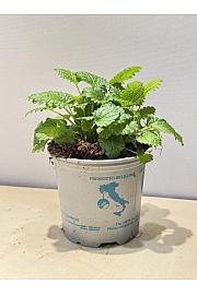 Melissa officinalis Ø9