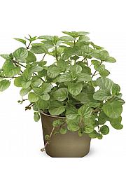 Mentha piperita Ø9