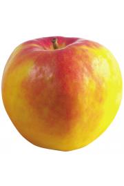 Malus domestica Suncats C5 Lit. 50-60 cm Stebričasta