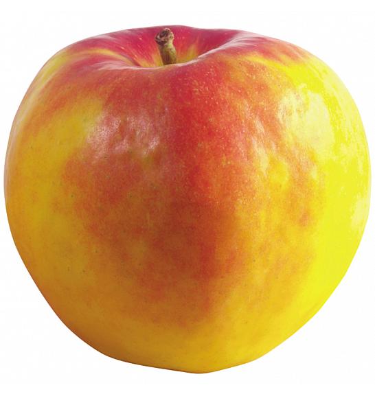 Malus domestica Suncats C5 Lit. 50-60 cm Stupasta