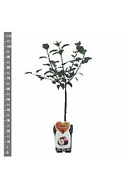 Malus domestica Summerred C5 Lit. 80-100 cm Patio