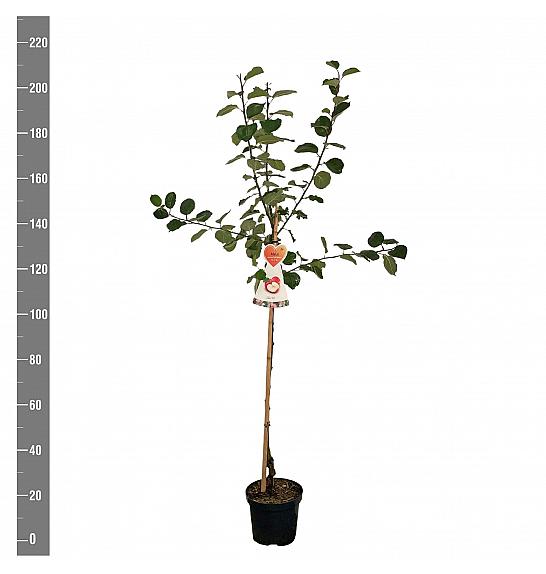 Malus domestica Rode Boskoop C7,5 Lit. 175-200 cm Na steblu 100 cm