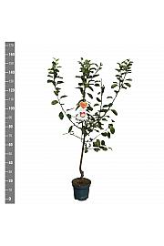 Malus domestica Rode Boskoop C7,5 Lit. 125-150 cm