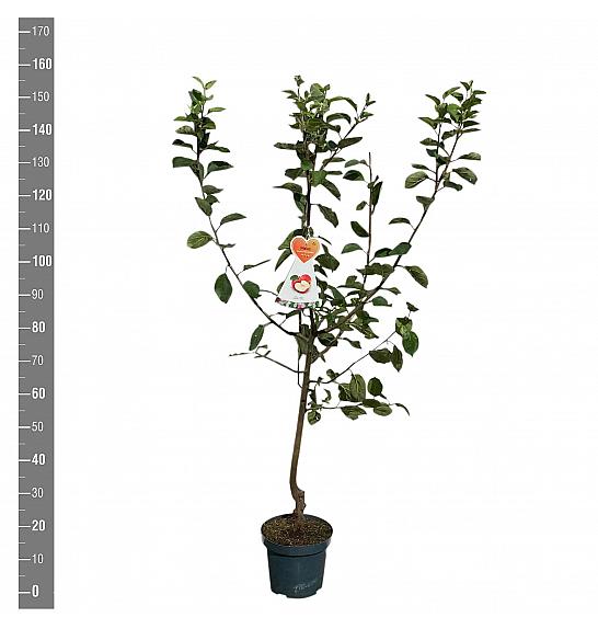 Malus domestica Rode Boskoop C7,5 Lit. 125-150 cm
