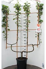 Malus domestica Rode Boskoop C20 Lit. 150-175 cm dvojna U forma