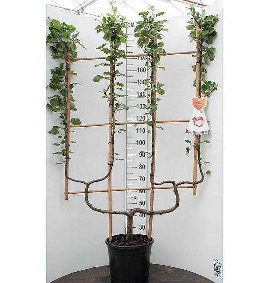 Malus domestica Rode Boskoop C20 Lit. 150-175 cm dvojna U forma