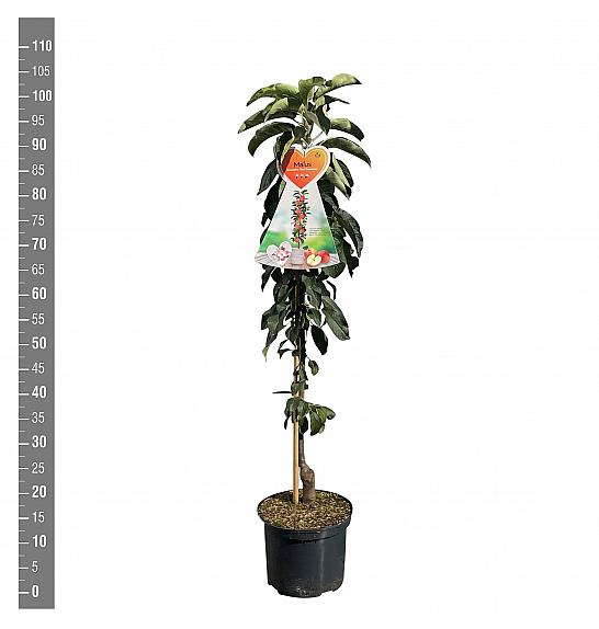 Malus domestica Red Sensation C5 Lit. 80-100 cm Stebričasta