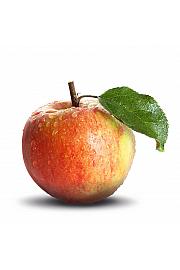 Malus domestica Polka C5 Lit. 50-60 cm Stebričasta