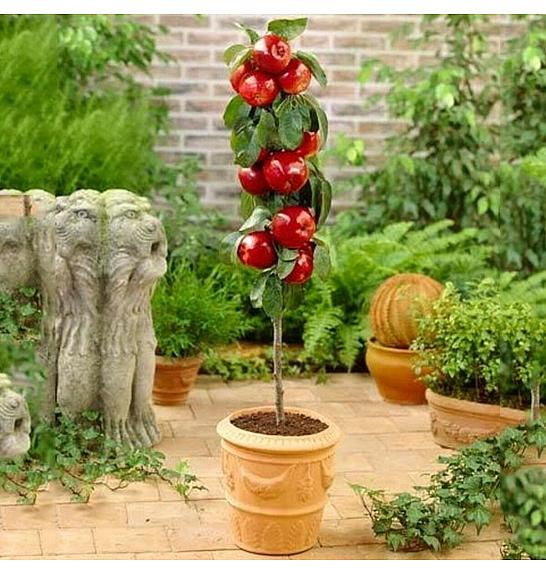 Malus domestica Pillar Apple C7 Lit. 40-60 cm Stebričasta