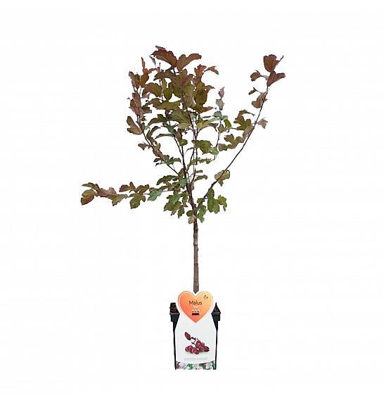 Malus domestica Liset - okrasna C7,5 Lit. 60-80 cm