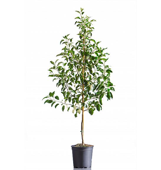 Malus domestica Jonathan C10 Lit. 125-150 cm