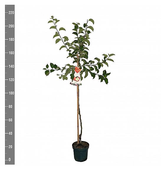 Malus domestica Jonagold C7,5 Lit. 175-200 cm Na steblu 100 cm
