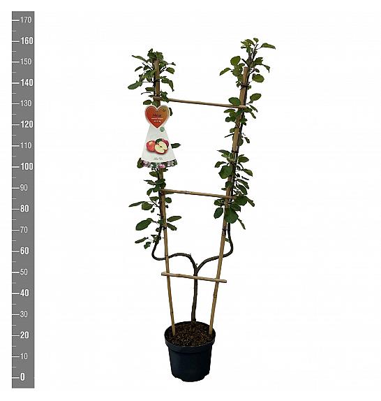 Malus domestica Jonagold C7,5 Lit. 140-160 cm U forma