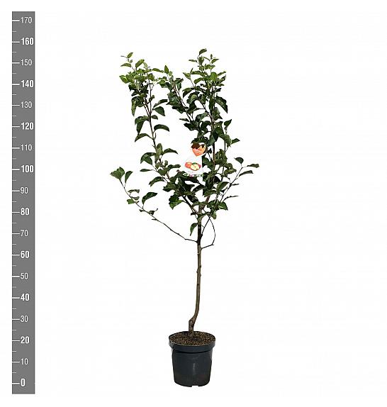 Malus domestica Jonagold C7,5 Lit. 125-150 cm
