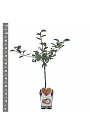 Malus domestica Jonagold C5 Lit. 80-100 cm Patio