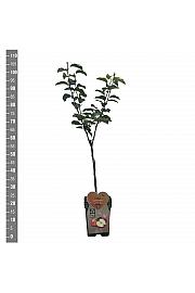 Malus domestica Jonagold C5 Lit. 80-100 cm BIO