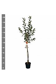 Malus domestica James Grieve C7,5 Lit. 175-200 cm Na steblu 100 cm