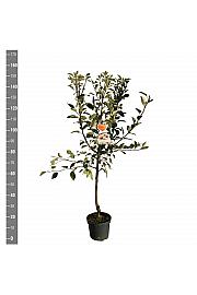 Malus domestica Ingrid Marie C7,5 Lit. 125-150 cm
