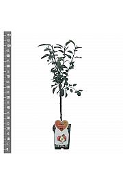 Malus domestica Greffenstein C5 Lit. 80-100 cm Patio