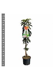 Malus domestica Green Sensation C7,5 Lit. 80-100 cm Stebričasta Forever&Ever