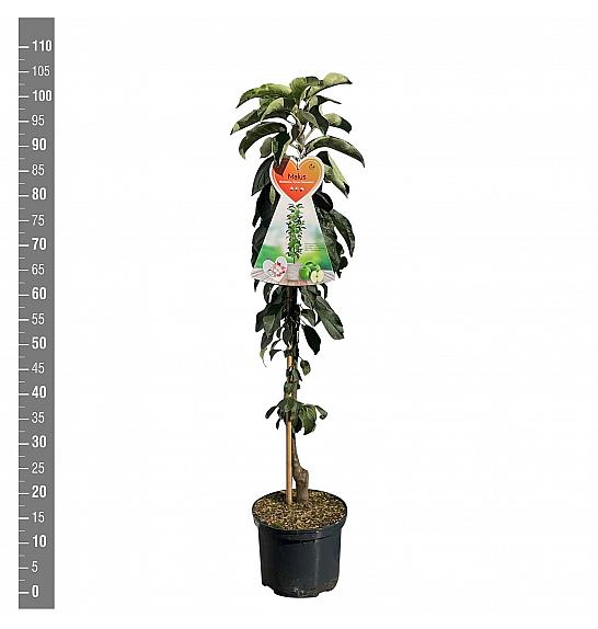 Malus domestica Green Sensation C5 Lit. 80 - 100 cm Stebričasta