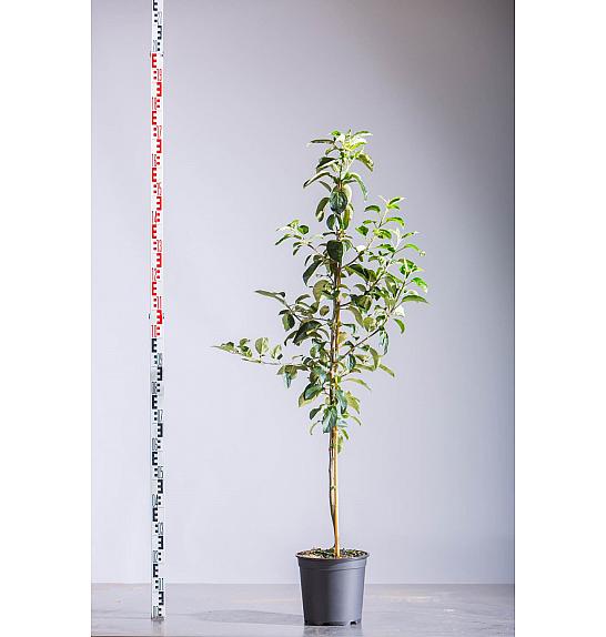 Malus domestica Gravenstein C10 Lit. 125-150 cm