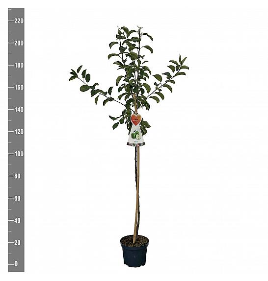 Malus domestica Granny Smith C7,5 Lit. 175-200 cm Na steblu 100 cm