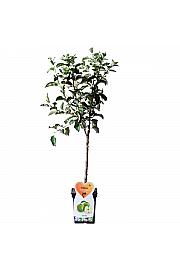 Malus domestica Granny Smith C5 Lit. 80-100 cm Patio