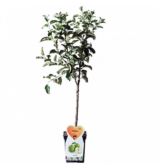 Malus domestica Granny Smith C5 Lit. 80-100 cm Patio