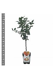 Malus domestica Golden Pearmain C5 Lit. 80-100 cm Patio