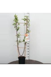 Malus domestica Golden Delicious-Jonagold C7,5 Lit. 150-175 cm D (35270)