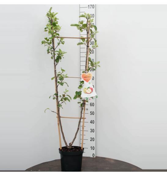 Malus domestica Golden Delicious-Jonagold C7,5 Lit. 150-175 cm D (35270)